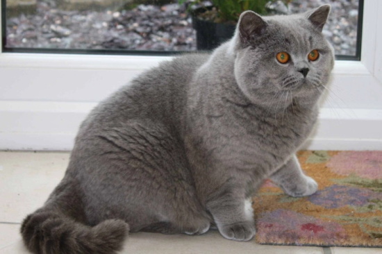 猫咪肠道有异物了怎么办