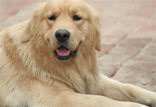 金毛犬的原产地在哪里