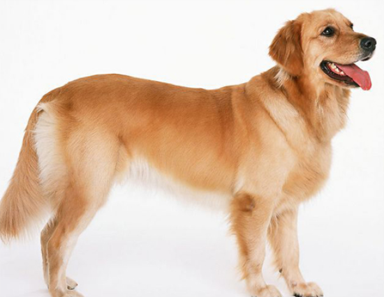 纯种金毛犬多少钱一只
