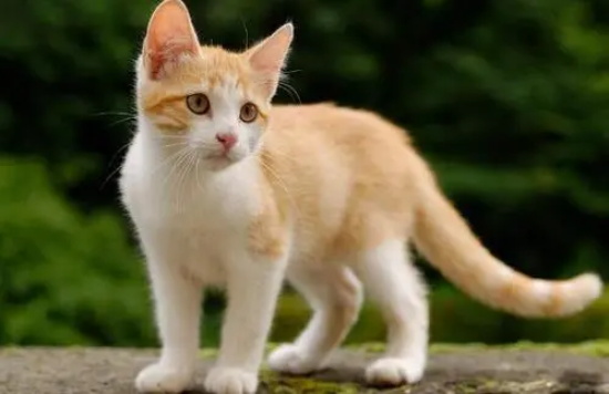 猫眼睛上面毛稀疏发红 可能是皮肤病