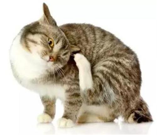 猫咪干呕吐不出来