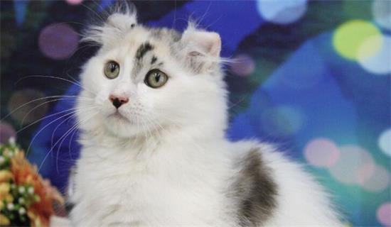 治疗猫藓容易吗 猫藓不容易被根治