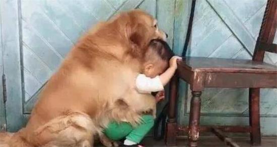 金毛犬的用途是什么