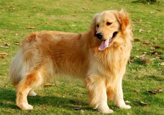 金毛犬不喝水是什么原因