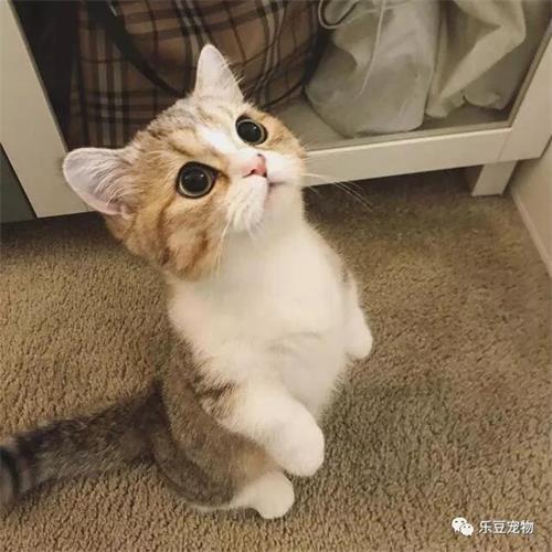 猫鼻子干一直睡觉 如何分辨是不是正常的?