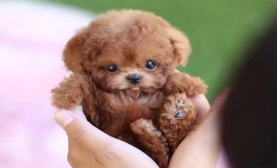 玩具贵宾犬好养吗