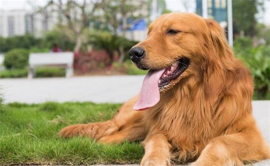 购买金毛犬注意些什么