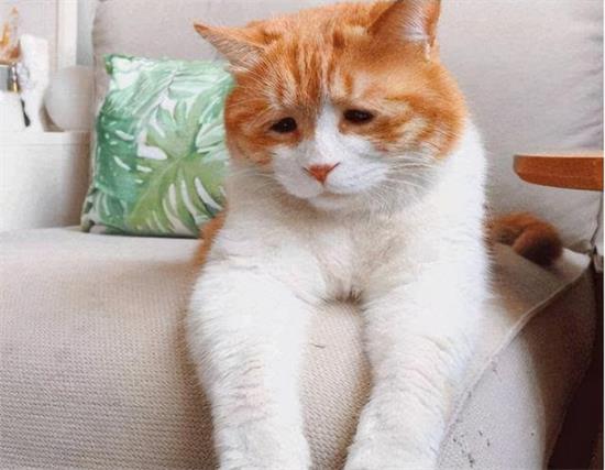 猫鼻子上有结痂 可能是猫藓!