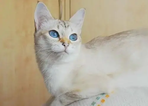 猫为什么会得糖尿病 猫得糖尿病该如何治疗呢