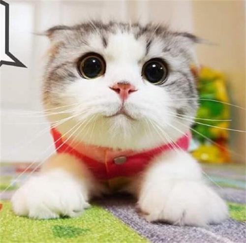 怎么判断猫有蜱虫 蜱虫对猫咪的伤害是很大的