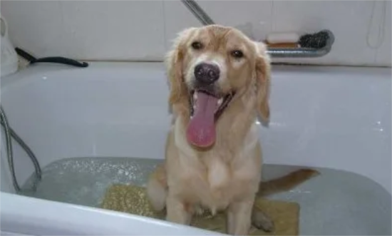 金毛犬用什么沐浴露好