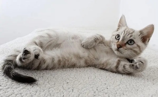 猫怎么预防肾病