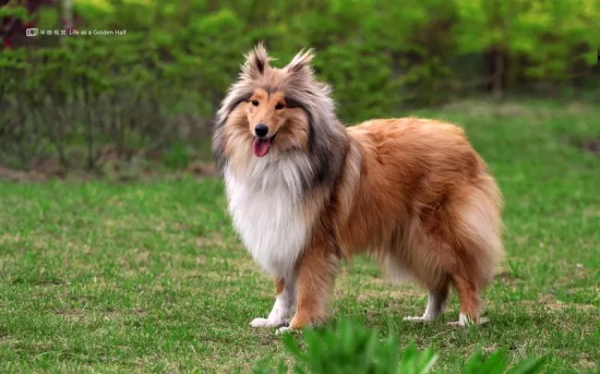 苏格兰牧羊犬性格怎么样