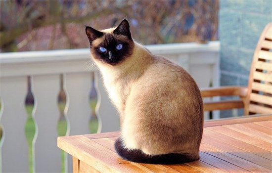 猫肋骨下方有硬块 需要做手术吗
