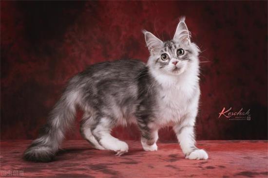 被猫抓伤了最迟多久打预防针 疫苗打晚了会失效？