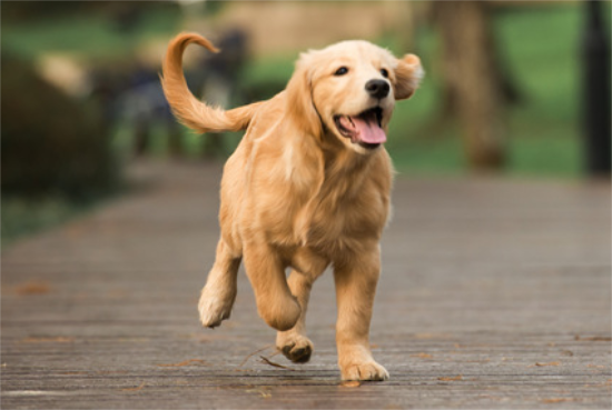 金毛犬身上有跳蚤用什么药