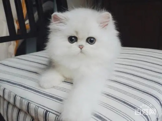 猫咪总是突然冲出来扑人的脚