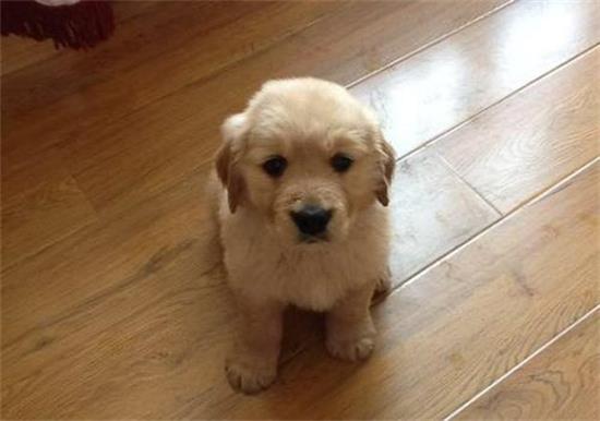 金毛犬聪明吗