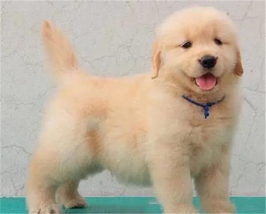 纯种金毛幼犬特征，小金毛的八大特点