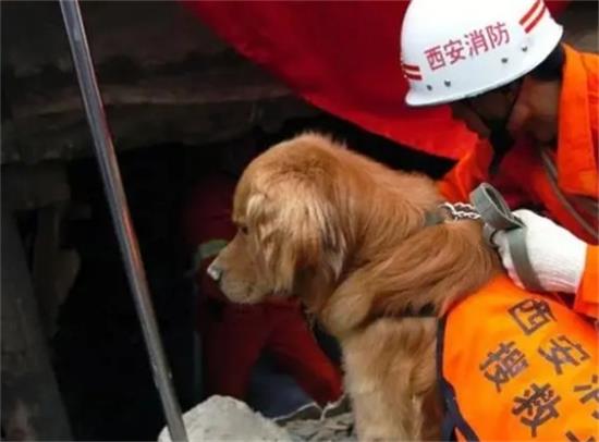 金毛犬有哪些优点让人爱不释手？有这三大魅力特质