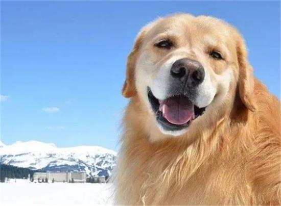 金毛犬有哪些优点让人爱不释手？有这三大魅力特质