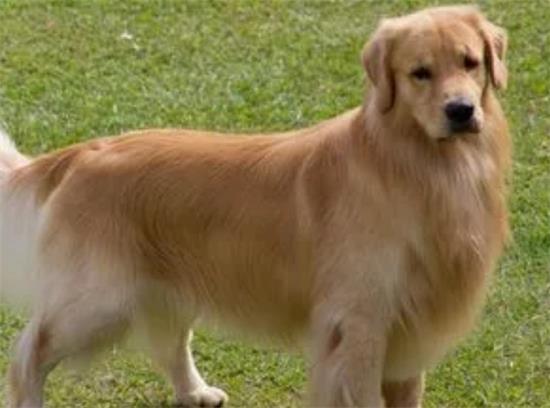 金毛寻回犬：为什么它是最受欢迎的家庭犬之一？