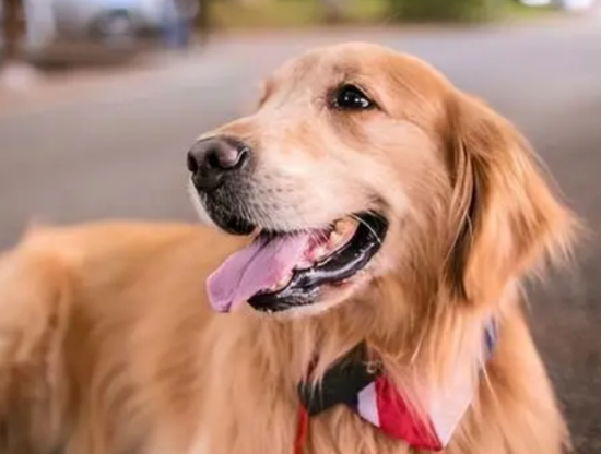金毛犬：温暖人心的家庭守护者