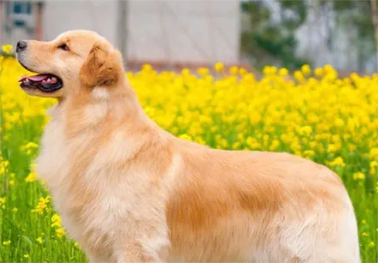 金毛犬出现这5种行为，可能是因为它太孤单了！