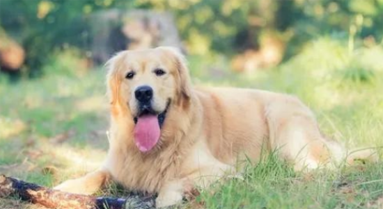 两个月金毛“萌犬养成记”：如何喂养，让爱犬健康又快乐！
