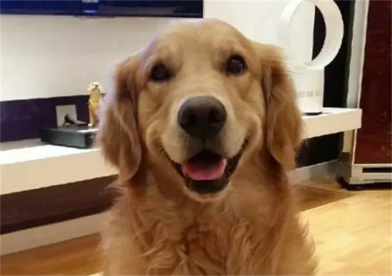 金毛幼犬能吃米饭吗？