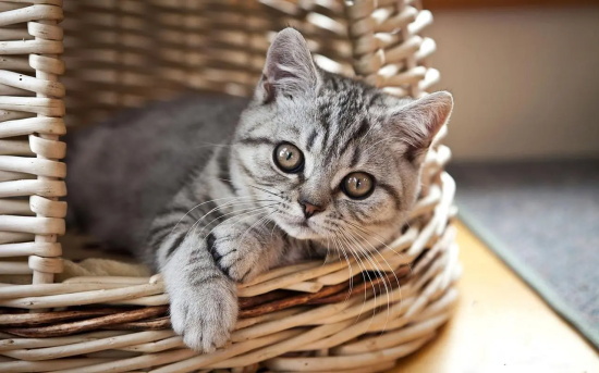 被猫抓出血要打蛋白吗? 什么情况下需要打免疫球蛋白?