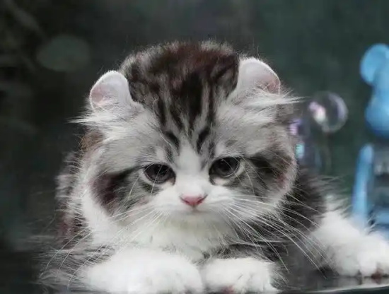 猫大小便失禁什么原因 