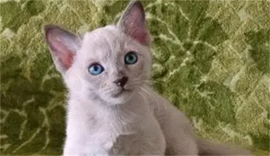 阿莫西林能治猫口炎吗