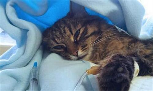猫为什么喜欢挨着人睡觉呢