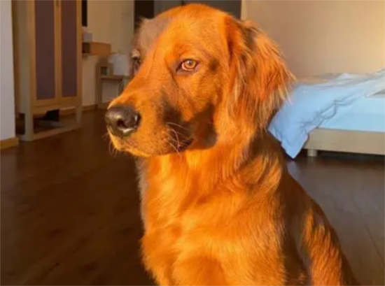 金毛幼犬耳朵小？金毛幼犬耳朵小是怎么回事？