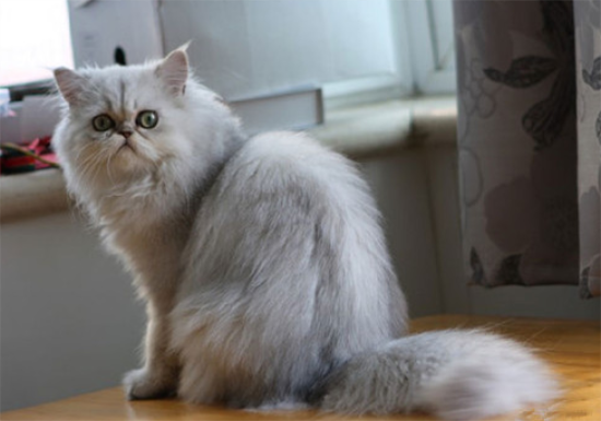 猫咪食欲下降但很精神