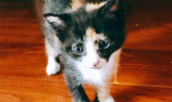 猫咪不吃饭没精神,一直叫怎么回事?