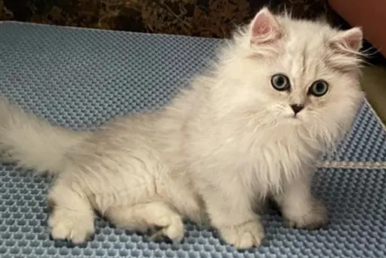 猫咪肚皮上有密集黑点 注意毛囊炎