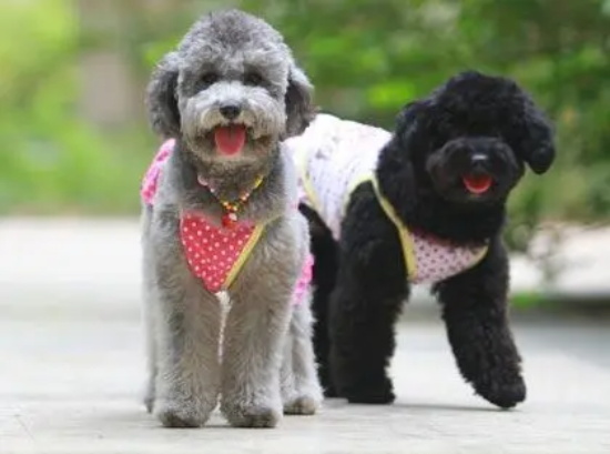 巨贵犬攻击性有多强