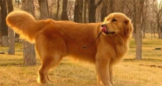 金毛幼犬耳朵小？金毛幼犬耳朵小是怎么回事？