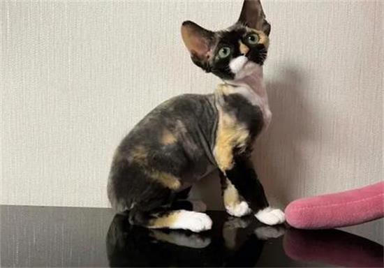 猫咪奶藓怎么消除 一定要注意隔离
