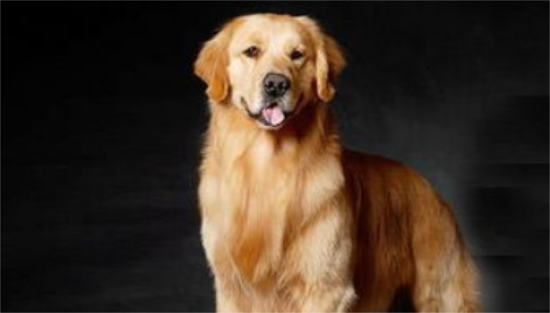 选购金毛寻回犬的方法？