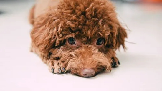 如何训练狗狗匍匐前进