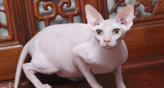 猫吃耗子药解毒小妙招
