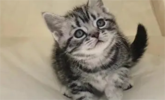 猫瘟临死前的征兆有哪些？