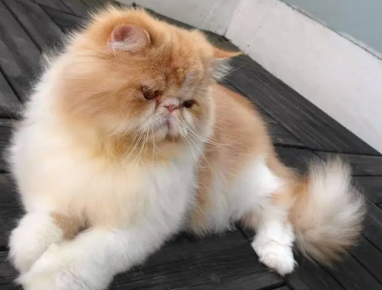 猫吐毛和哮喘区别