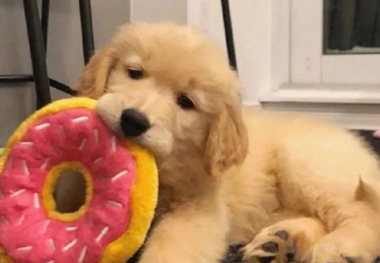 金毛鼻头发红怎么回事？金毛犬鼻头发红如何解决？