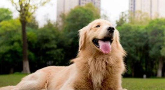 金毛犬的舌头发红是正常的现象吗?会不会有疾病？