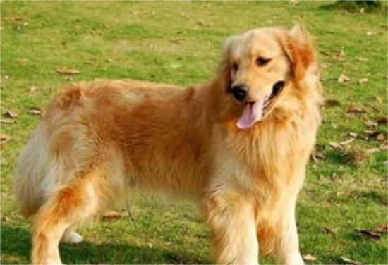 金毛犬的鼻子上毛秃了是舔的吗？金毛犬鼻子掉毛！