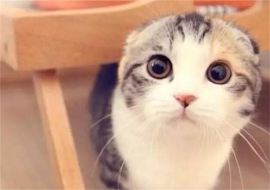 猫尿不出来吃什么药 不知道病因时药别乱喂